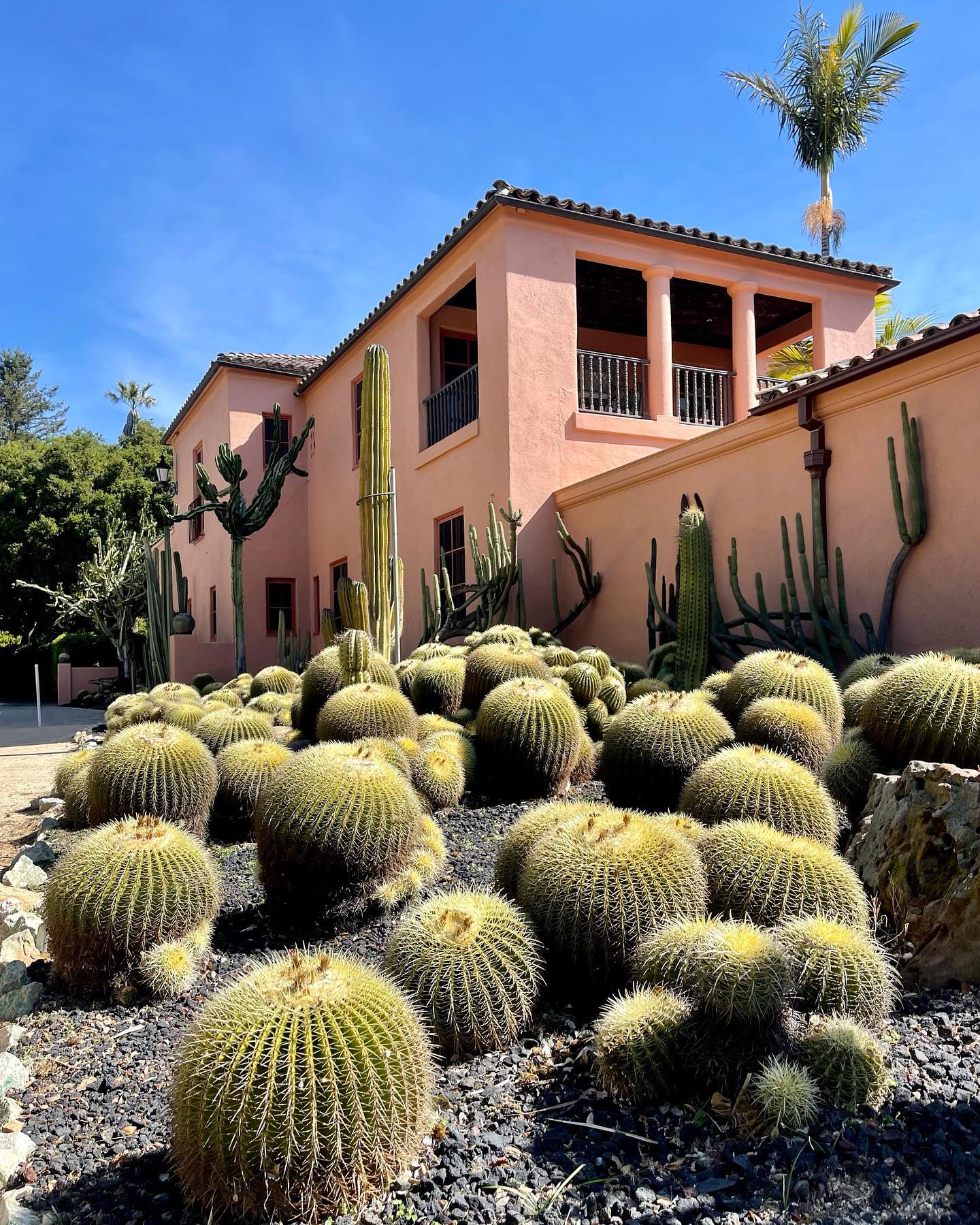 Golden barrel cactus and columnar cacti against a pink Spanish Colonial Revival building at Lotusland
